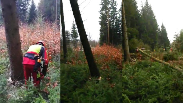 Vallende boom veroorzaakt meer schade dan de bedoeling was