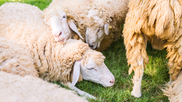 Opnieuw een slachtpartij in Oosterwolde: wolf doodt meer dan 30 schapen