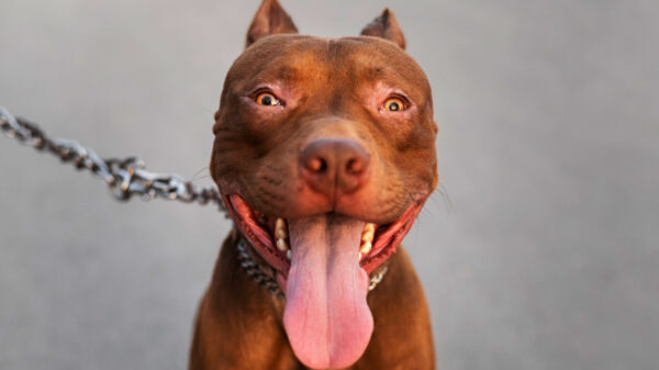 Amsterdammer steekt eigen hond neer na bloederige aanval in woonkamer