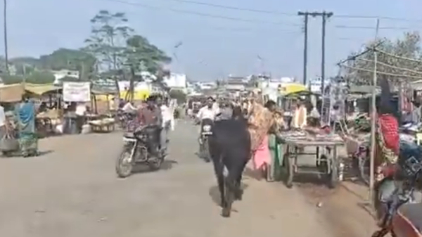 Dolle stier veroorzaakt chaos in de straten van stad in India