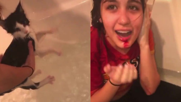 Een frisse en schone poes neemt de nodige risico's met zich mee