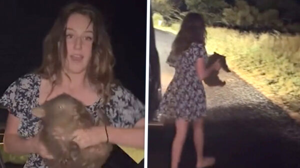 Amerikaanse influencer pleegt 'wombatontvoering' en moet uit Australië vluchten