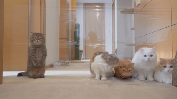 Schattige poesjes moeten hun weg zien te vinden in een onzichtbaar doolhof