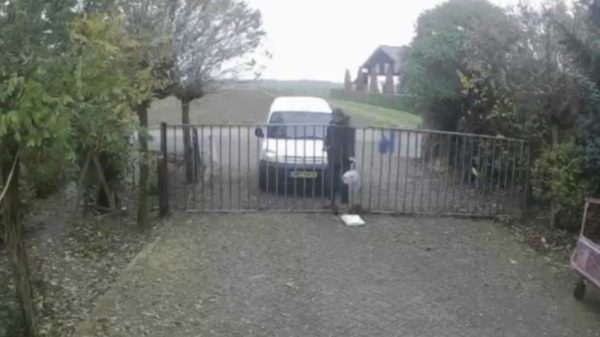 Een breekbaar pakketje kun je beter niet door deze DHL-medewerker laten bezorgen