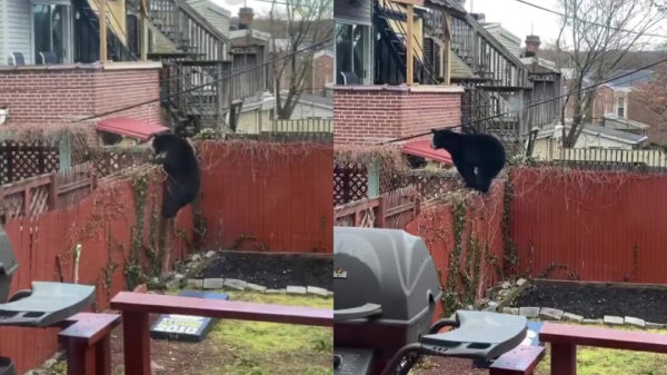 Holy fak, een beer in mijn tuin!