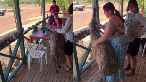 Mr. Steal Yo Food komt je lunch pikken