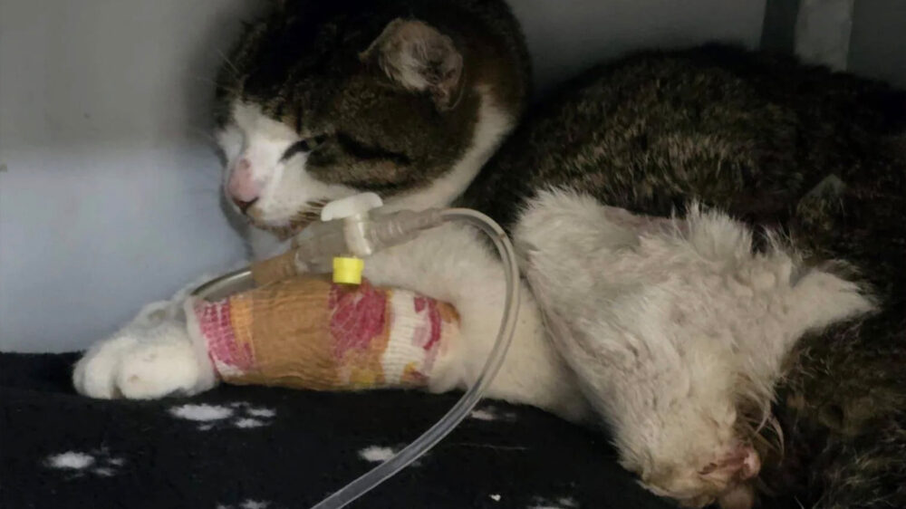 Poes in Waalwijk overleden na zware mishandeling met ijzerdraad: "Stuk van poot afgeknipt"