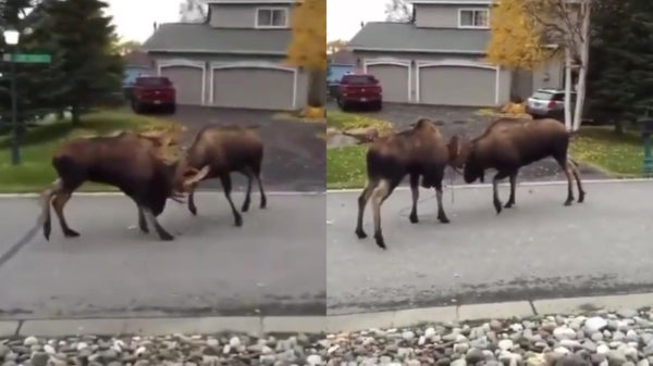 Amerikaan reageert op heerlijke wijze als hij knokkende elanden op zijn oprit aantreft