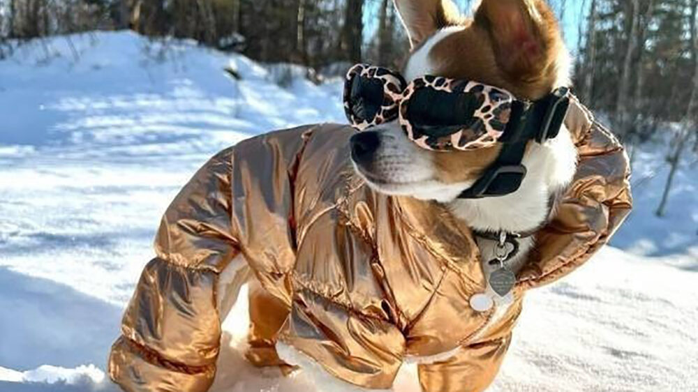 Picdump (4039)