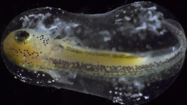 "Becoming" laat zien hoe een enkele cel uitgroeit tot een levend organisme