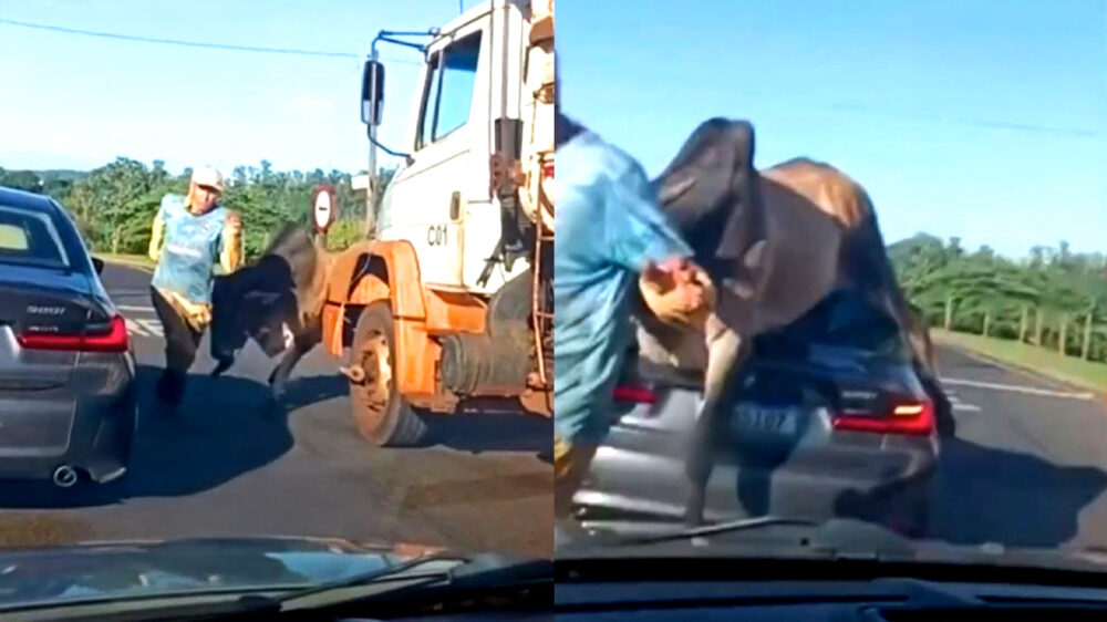 Stier krijgt uit het niets kortsluiting en sloopt een BMW in deze Braziliaanse GTA-sessie
