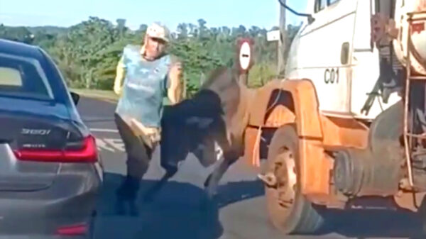 Stier krijgt uit het niets kortsluiting en sloopt een BMW in deze Braziliaanse GTA-sessie