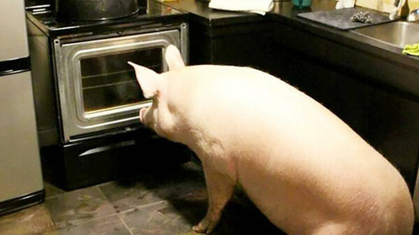 Picdump (4051)