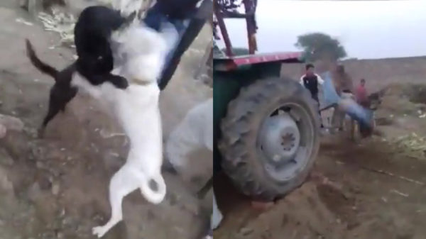 Bij het stoppen van dit hondengevecht gaat er een heleboel mis