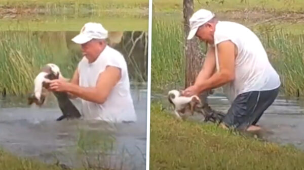 Heldendaad van de dag: 70-plusser in Florida worstelt met alligator om zijn puppy te bevrijden