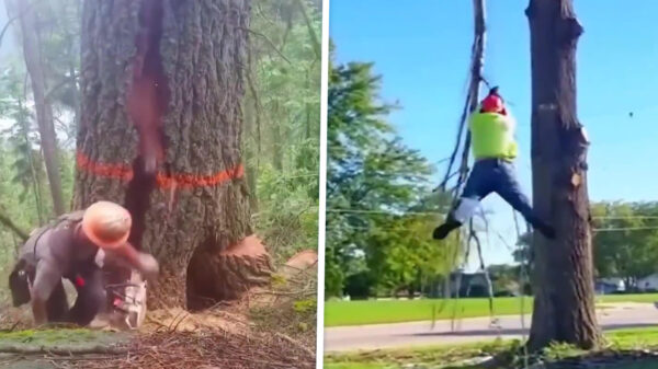Van onderen: Een boom omzagen is absoluut geen klusje voor beginners