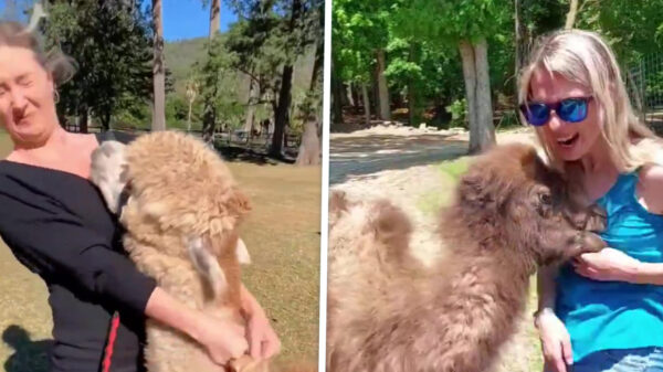 Hawk tuah: Alpaca’s en lama's spugen harder dan jij op Koningsnacht