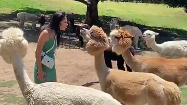 Hawk tuah: Alpaca’s en lama's spugen harder dan jij op Koningsnacht