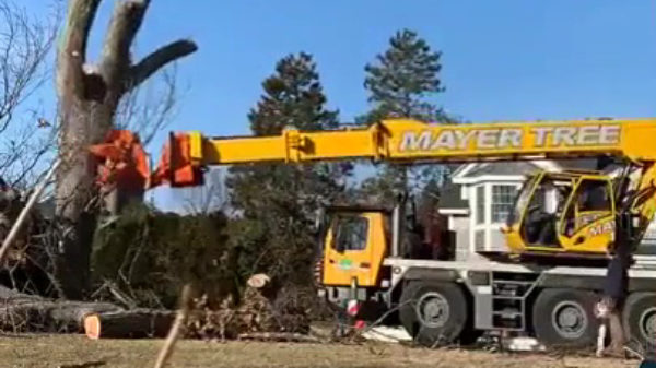 Extreem zeldzame beelden van hoe een boom in elkaar wordt gezet