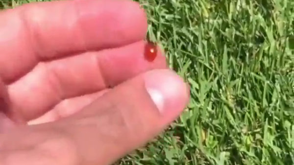 Awwwww, een lieveheersbeestje