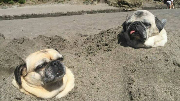 Picdump (4083)