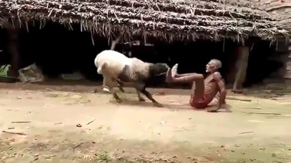 Ouwe gek besluit een potje te matten met pislinke ram