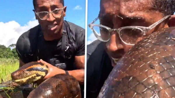 Held denkt anaconda met blote handen te temmen, slang denkt van niet