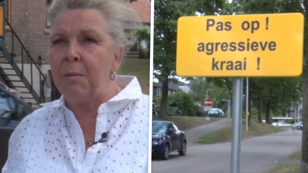 Grimmige beelden: 'Terrorkraai' gaat voorbijgangers te lijf in Zuid-Holland