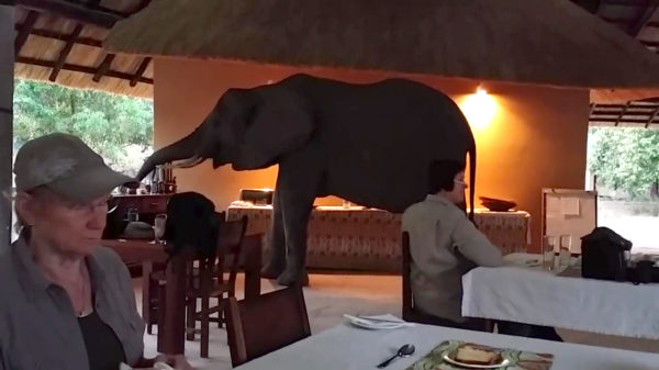 Ontbijten in Zambia is een stuk angstaanjagender dan hier in Nederland