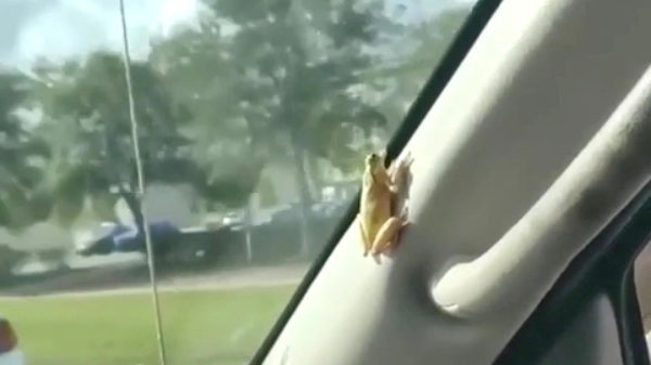 Kwakende zwartrijder maakt er een heel onverwacht autoritje van