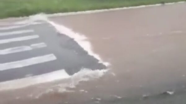 Braziliaans zebrapad vindt het genoeg voor vandaag