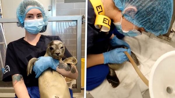 Pasgeboren zeehondje aangetroffen op illegale rave in Termunterzijl