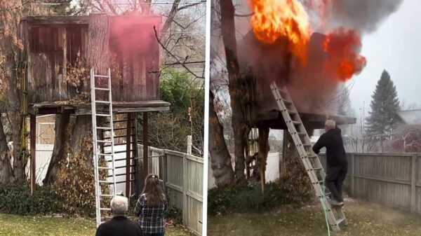 Je vader heeft een slimme manier om wasberen uit zijn boomhut te krijgen