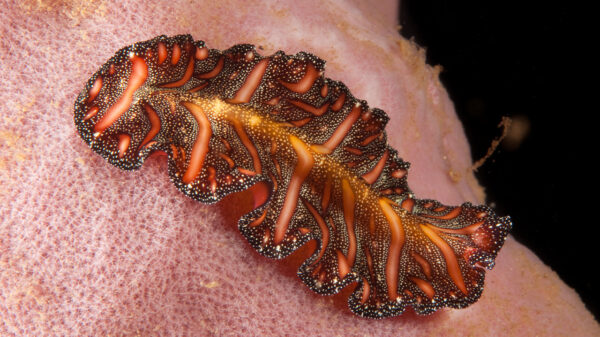 Bizarre 'Venom'-achtig monster duikt op bij de grensstreek