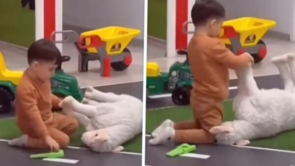 Zijn passie voor het slagersvak was al zichtbaar op de crèche