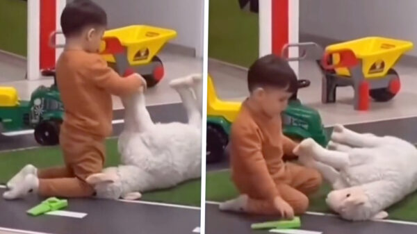 Zijn passie voor het slagersvak was al zichtbaar op de crèche