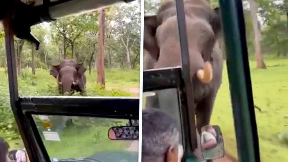 Twee toeristen gedood door olifant met jong tijdens safari in Zambia