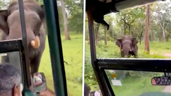 Twee toeristen gedood door olifant met jong tijdens safari in Zambia