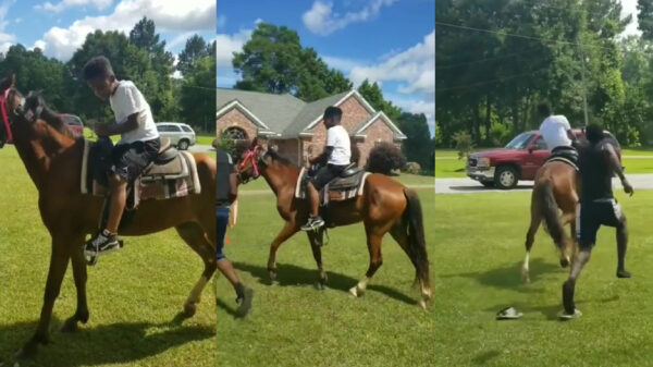 Ook paarden hebben wel eens geen zin in mensen op hun rug