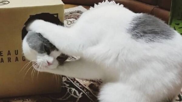 Deze verwarrende foto's laten je net wat langer kijken