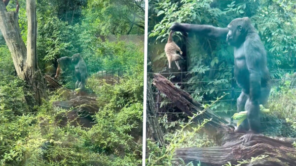 Gorilla in Artis pakt stokstaartje bij z'n staart en laat 'm keihard vallen