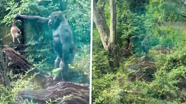 Gorilla in Artis pakt stokstaartje bij z'n staart en laat 'm keihard vallen