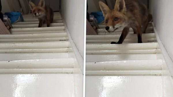 Arnhemse Cathy vindt vos onder haar bed na eerste ochtendpeuk