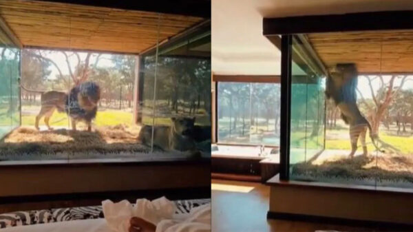 Wakker worden naast een hongerige leeuw kan in dit Engelse hotel!