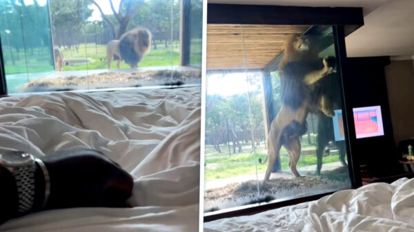 Wakker worden naast een hongerige leeuw kan in dit Engelse hotel!