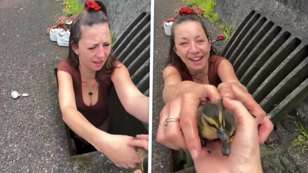 Heldin van de dag duikt riool in om een complete eendenfamilie te redden