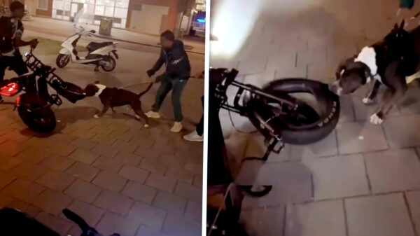 Pitbull zet zijn tanden in een fatbike en het internet applaudisseert