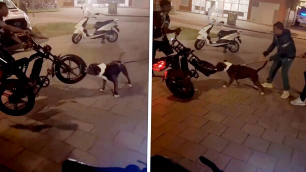 Pitbull zet zijn tanden in een fatbike en het internet applaudisseert