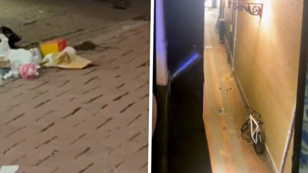 Ratten maken puinzooi van Amsterdam: "Ze knagen alles kapot"