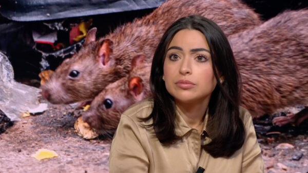 Ratten maken puinzooi van Amsterdam: "Ze knagen alles kapot"